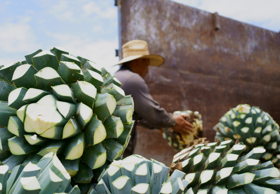 Boracho Tequila Process - Step 1: Harvesting
